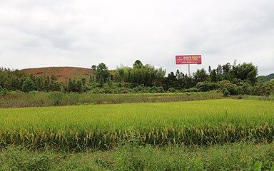 水稻基地